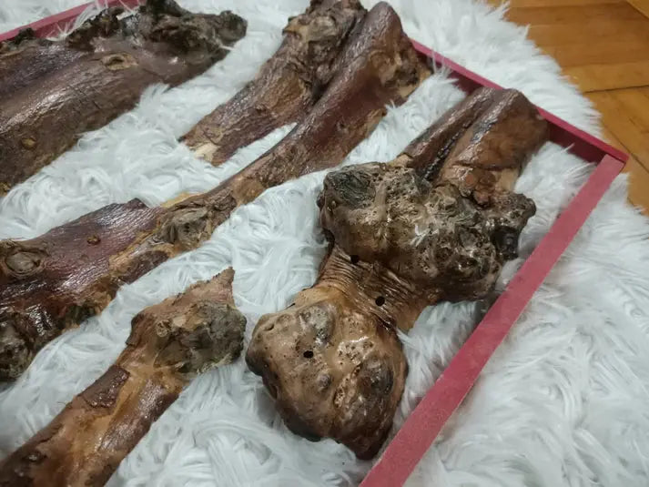 12" - 30" Length Olive Tree Barks Sets - Our3Designs