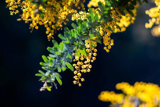 Yellow acacia flowers bloom on a dark background