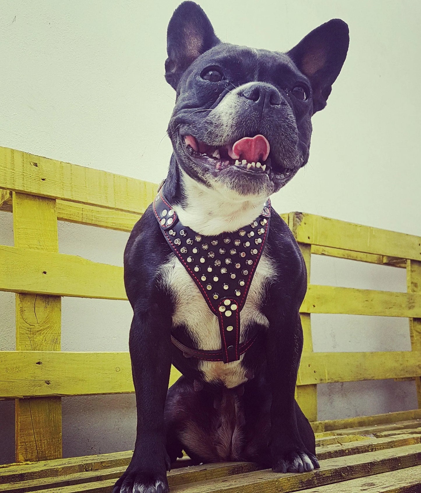 ''Frenchie'' studded leather harness Small to Medium Size WooF WooF MeoW MeoW