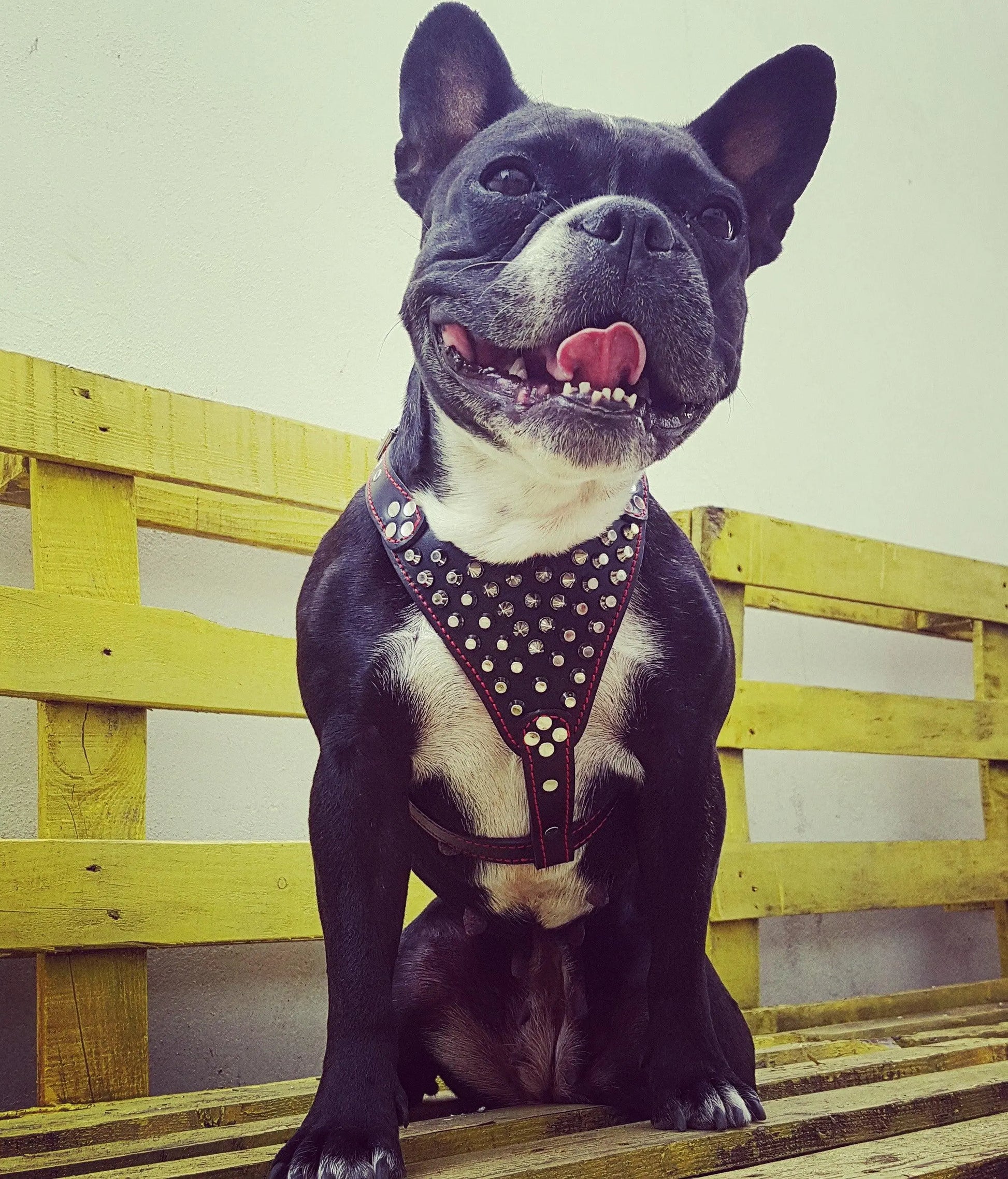 ''Frenchie'' studded leather harness Small to Medium Size WooF WooF MeoW MeoW