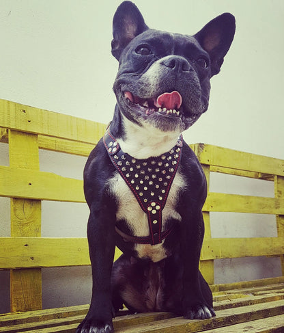 ''Frenchie'' studded leather harness Small to Medium Size WooF WooF MeoW MeoW