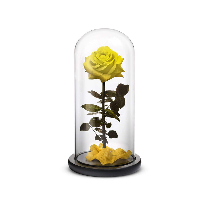 Everlasting Rose (Yellow) ROSEPHORIA