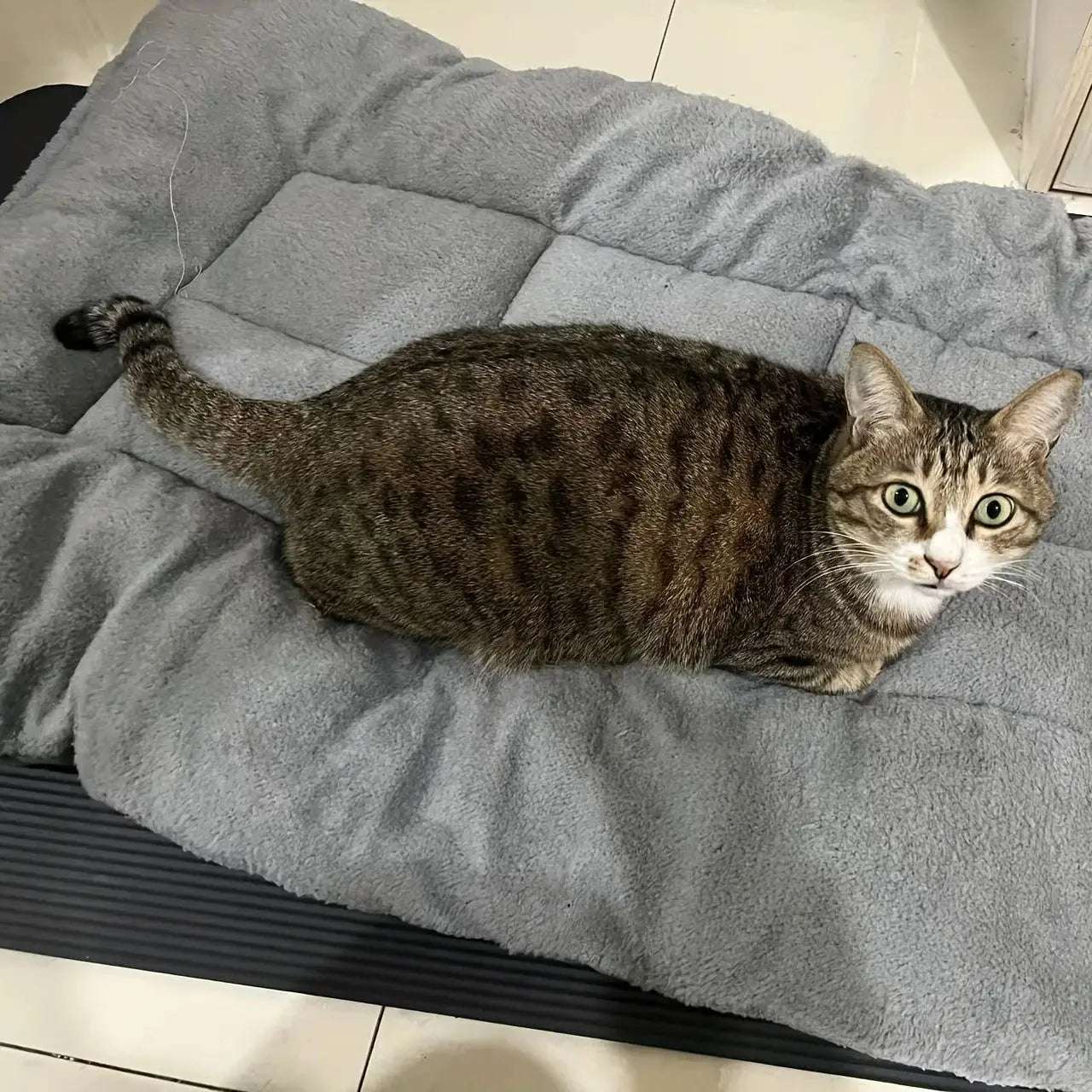 Extra-large plush dog bed/sofa/cat bed/dog house/cage mat, thick and super soft polyester pet mat Our3Designs