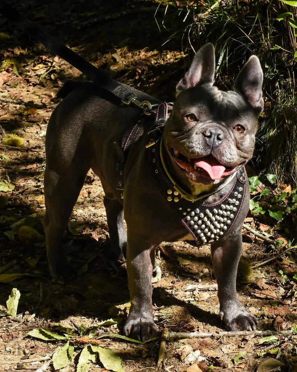 ''Frenchie'' studded leather harness Small to Medium Size WooF WooF MeoW MeoW