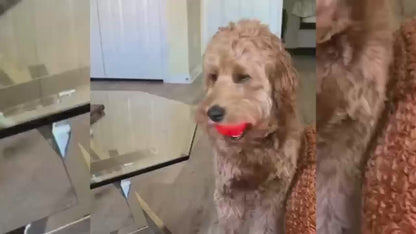 Interactive Dog Toys