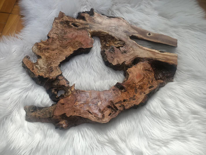 Olive Root Slab for DIY Epoxy Table 16"-20"-24"